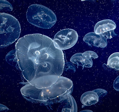 Group of translucent moon jellyfish floating in deep blue water, their glowing bells scattered amid marine snow