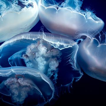 moon-jelly-cam-monterey-bay-aquarium