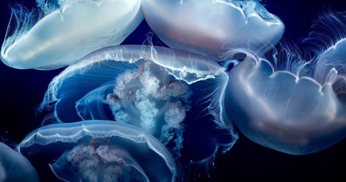 Moon Jelly Cam Monterey Bay Aquarium moon-jelly-cam-monterey-bay-aquarium