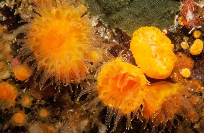 A few orange cup corals on rocks in exhibit