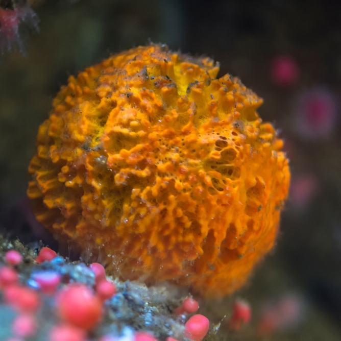 An orange puffball sponge among strawberry anemones on exhibit rocks
