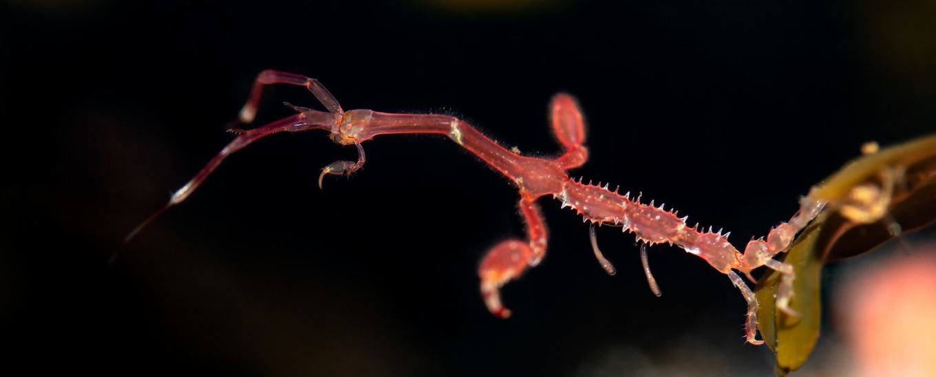 Slender red skeleton shrimp clinging to algae with clawed appendages extended against dark background