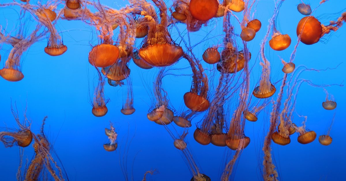 Quiz Which Ocean Ecosystem Are You Monterey Bay Aquarium quiz-which-ocean-ecosystem-are-you-monterey-bay-aquarium
