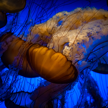 live-cams-monterey-bay-aquarium