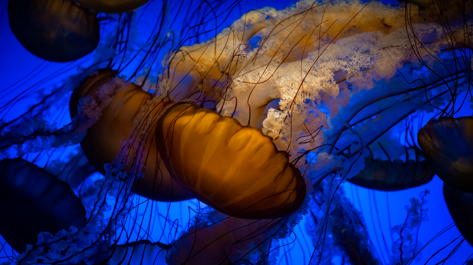 Live Cams Monterey Bay Aquarium live-cams-monterey-bay-aquarium
