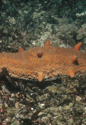 warty sea cucumber on rocky substrate