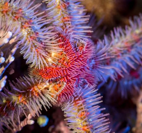 Close-up of a spiny brittle star