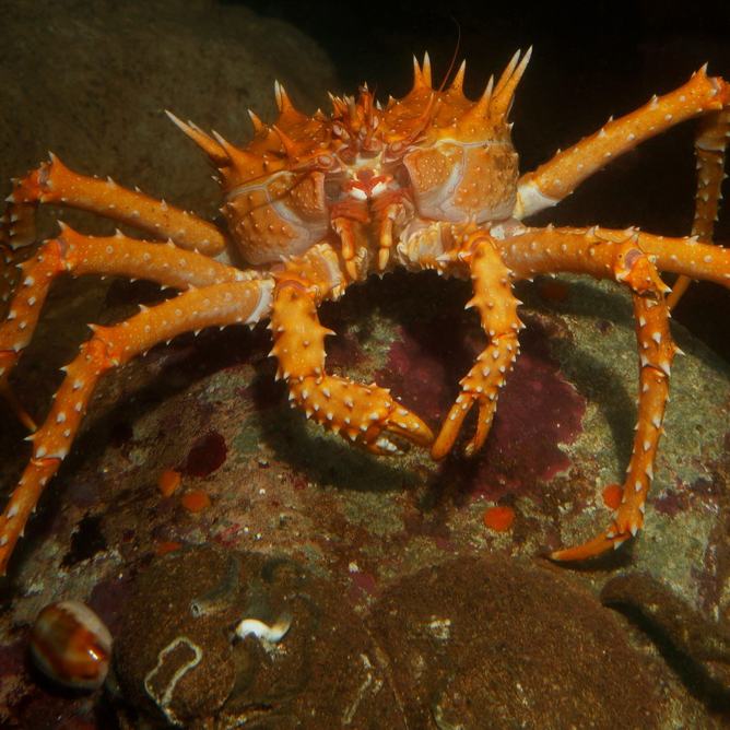 A spiny king crab