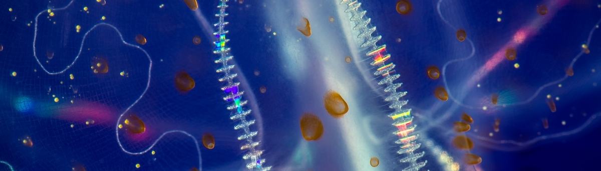 A spotted comb jelly in the Open Sea exhibit
