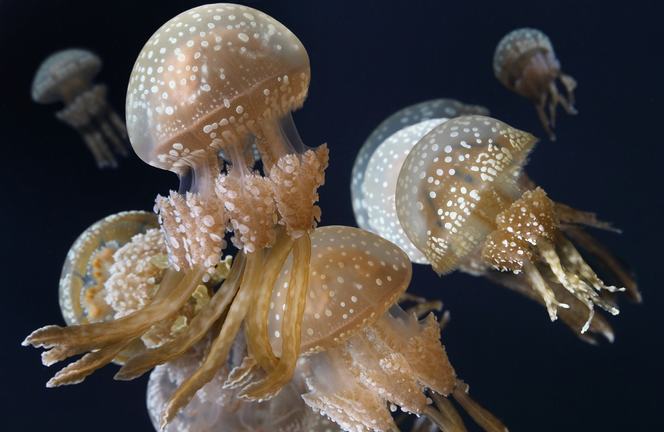 A group of spotted jellies on exhibit