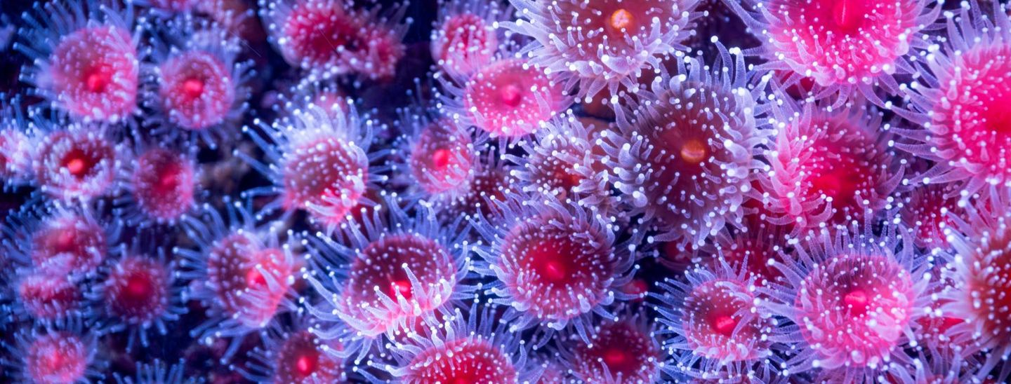 A large amount of bright strawberry anemones