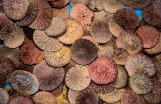 Sand dollars in a variety of colors ranging from sandy neutrals to vibrant sunset tones on exhibit at the Monterey Bay Aquarium