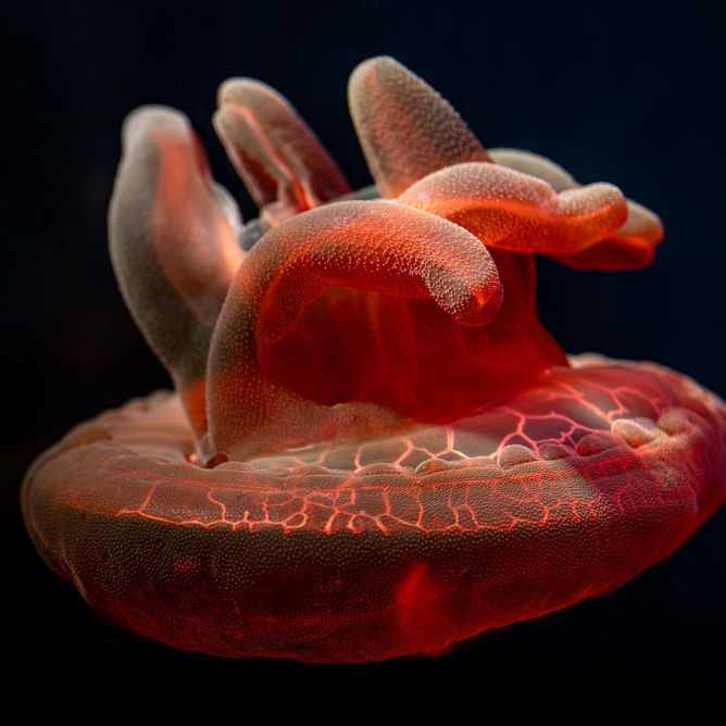 Close-up of a big red jellyfish with textured red bell and lobed oral arms against dark water