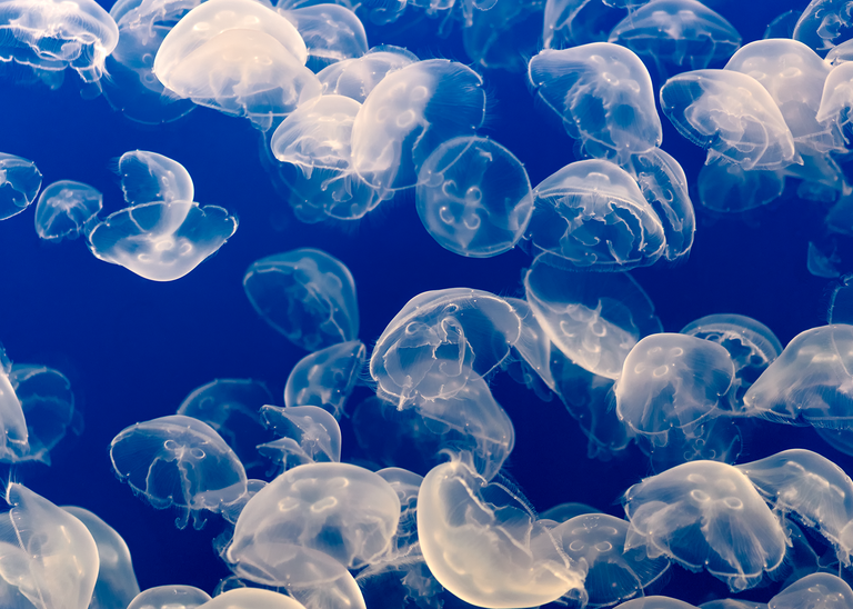 Large group of translucent moon jellyfish drifting in blue water