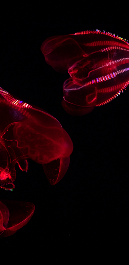 A bloody-belly comb jelly against a black backdrop appearing red