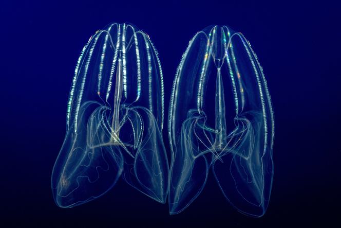 Open ocean explained: Life, zones, and… | Monterey Bay Aquarium
