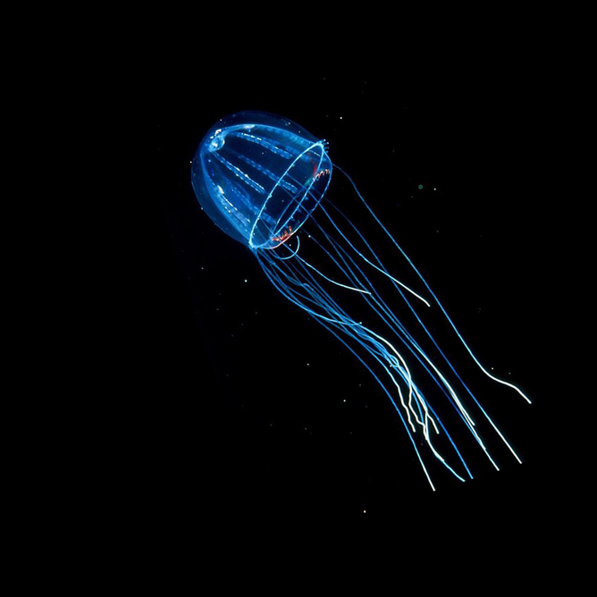 Glowing blue midwater jellyfish with long trailing tentacles against black background