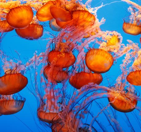 MeditOceans | Monterey Bay Aquarium