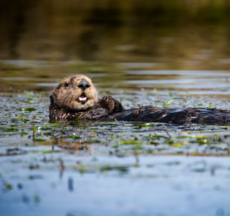 Southern sea otter floating on back in eelgrass-filled slough with mouth open and paws raised