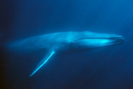 Blue whale of the California coast