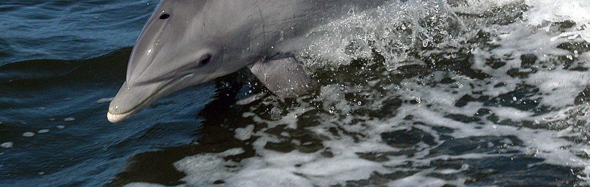 Common bottlenose dolphin