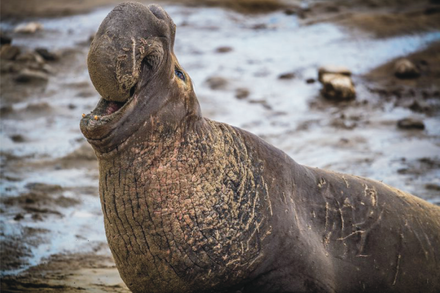Close-up of an elephant seal with inflated proboscis open mouth and scarred neck on a rocky beach