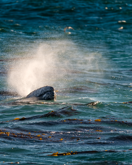 Gray whale surfacing to blow among floating kelp, tall misty spout rising above open ocean