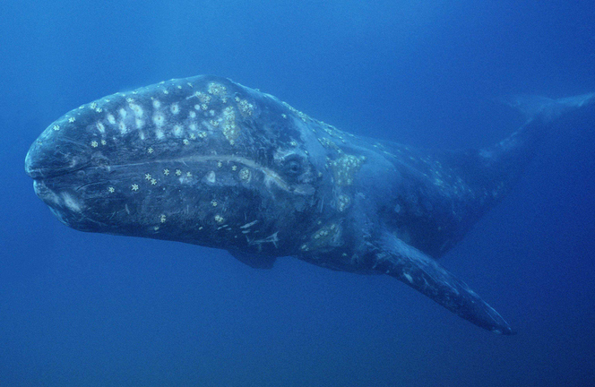 Gray whale swimming underwater, mottled skin with barnacles visible against deep blue ocean