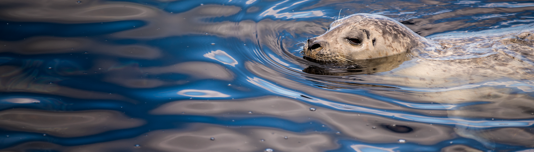 A relaxed-looking harbor seal cruises along the sparkling surface of the water in Monterey Bay