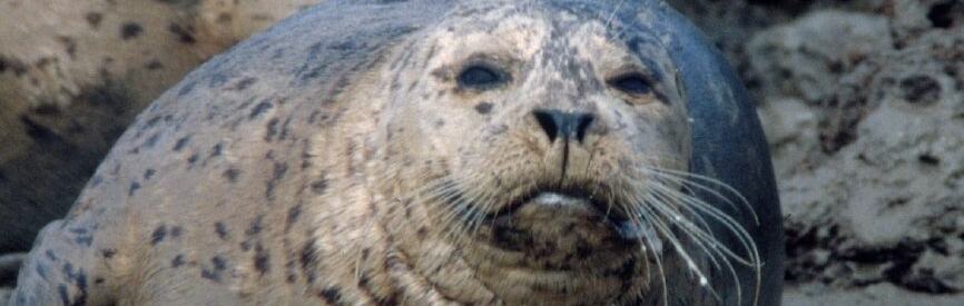Harbor seals on a beach