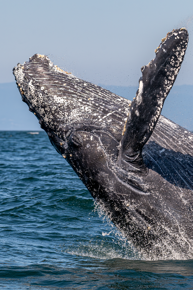 A humpback whale breaching revealing hundreds of white barnacles on its body