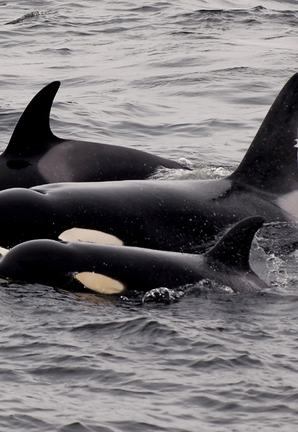 Pod of orcas in Monterey Bay