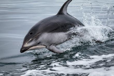 Pacific white-sided dolphin