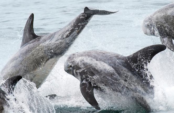 A pod of Risso's dolphins