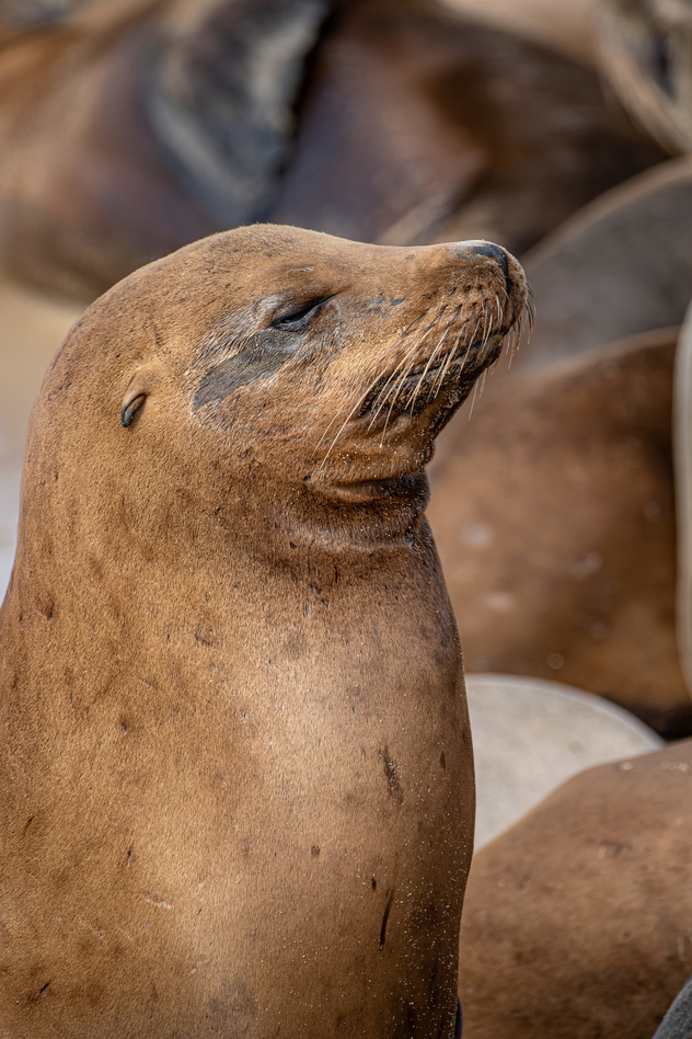 Close-up portrait of California sea lion raising snout upward among resting colony on sandy beach