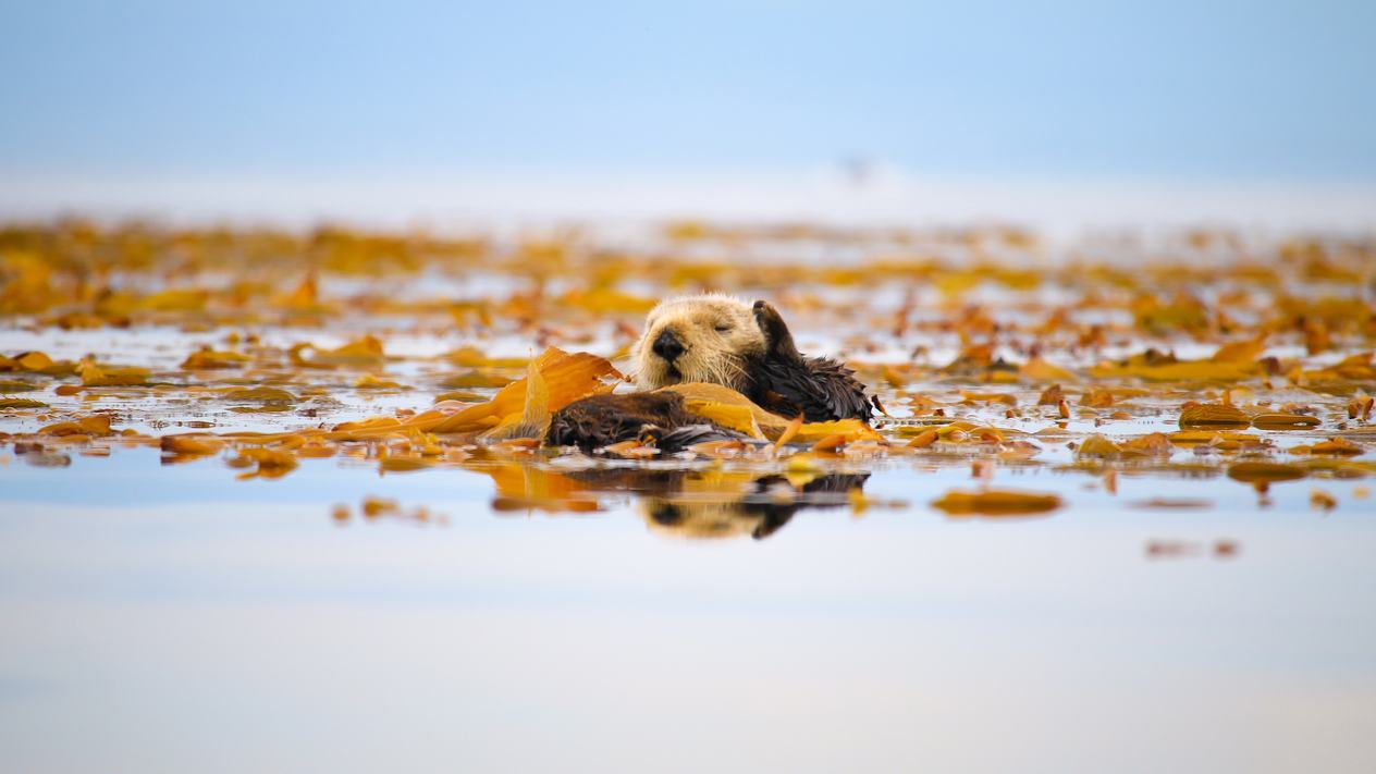 A wild sea otter floating in kelp beds