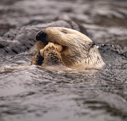 Sea otter on it's back eating with its paws