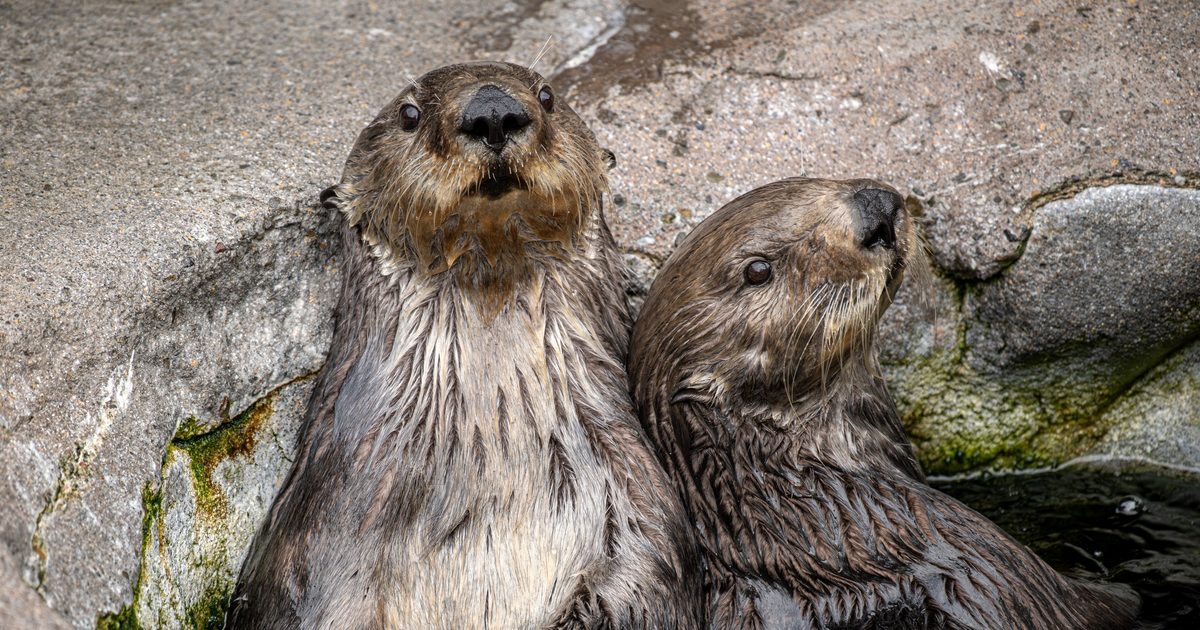 Sea Otter Cam Monterey Bay Aquarium sea-otter-cam-monterey-bay-aquarium