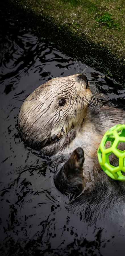 Sea otter holding an enrichment toy in her paws