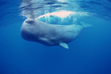 Sperm whale