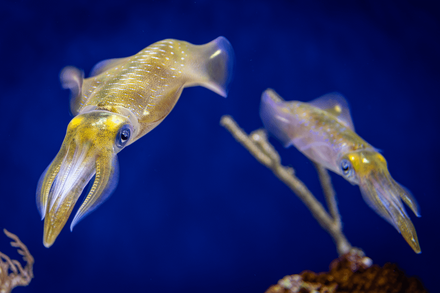 Two golden market squid facing each other in the Aquarium exhibit against deep blue background