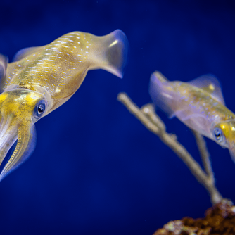 Two bigfin reef squid facing each other in the Aquarium exhibit against deep blue background