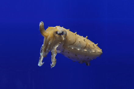 Broadclub cuttlefish swimming in blue water