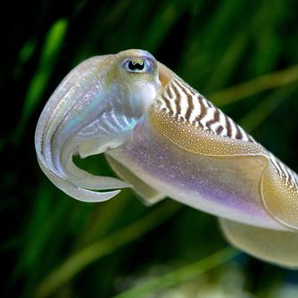 Side view of a common cuttlefish