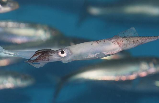 Common market squid swimming horizontally in the Aquarium exhibit among blurred schooling fish