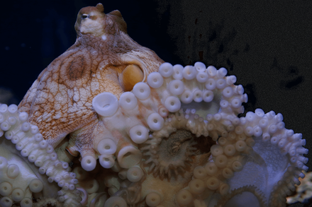 Close-up of a day octopus with coiled arms and visible suckers, one eye showing, orange-red skin speckled with white