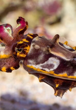 Close-up of a flamboyant cuttlefish near the sandy bottom