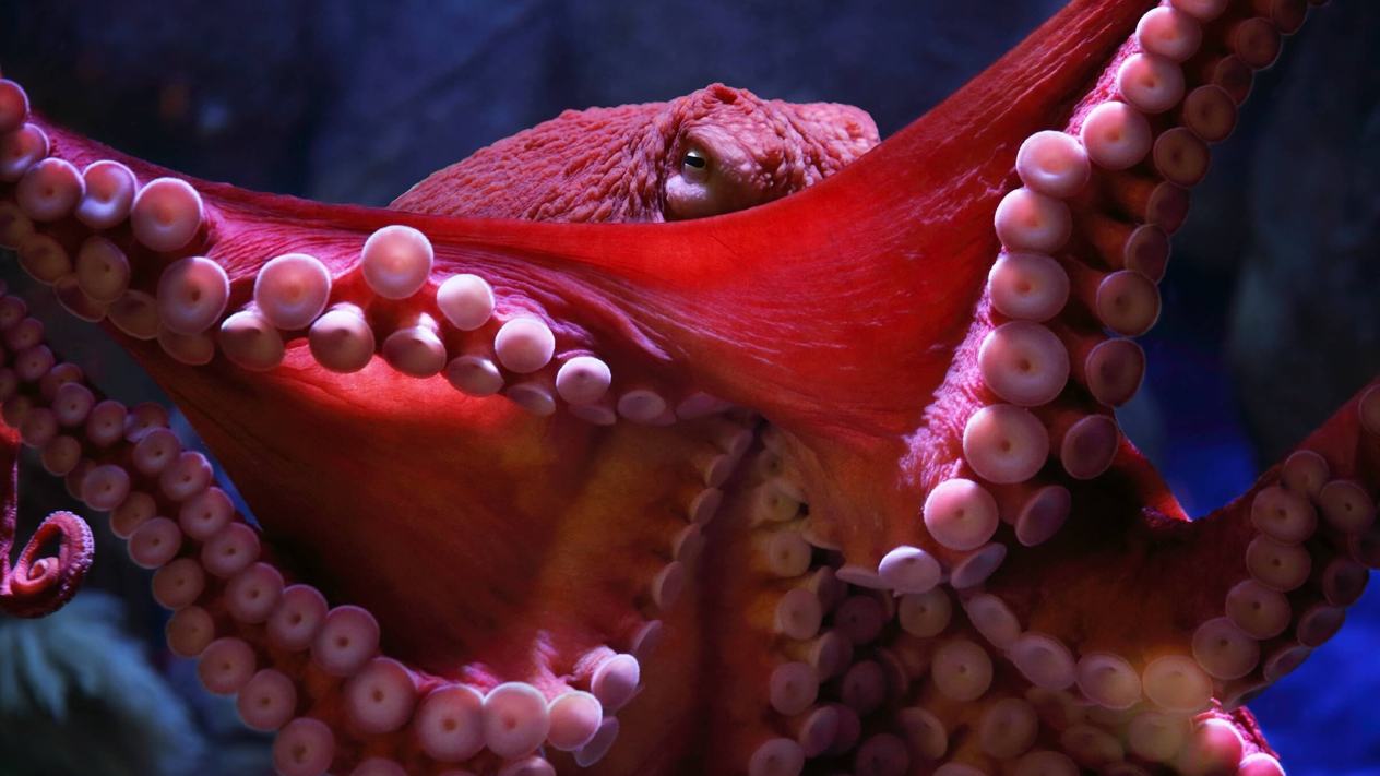 A giant pacific octopus with its arms spread wide