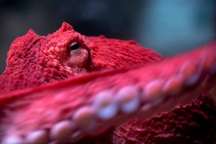 Close-up of a giant pacific octopus head and tentacle