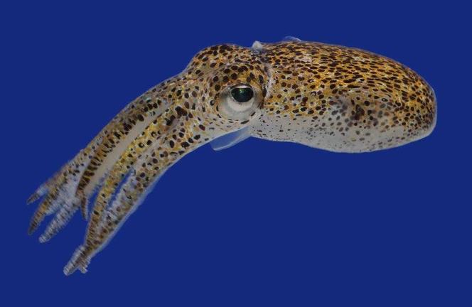 Hawaiian bobtail squid swimming in blue water